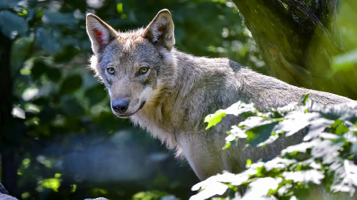 Sweden raises wolf reference value