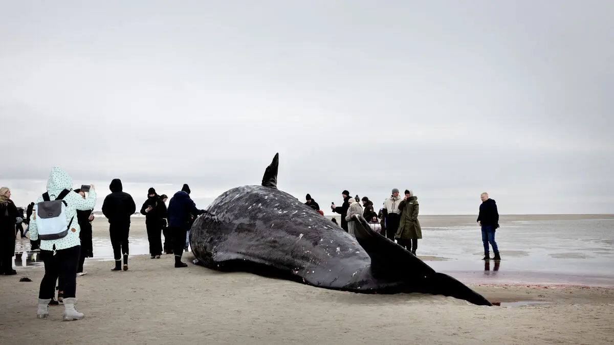 Three of five stranded sperm whales in Denmark have had their jaws removed