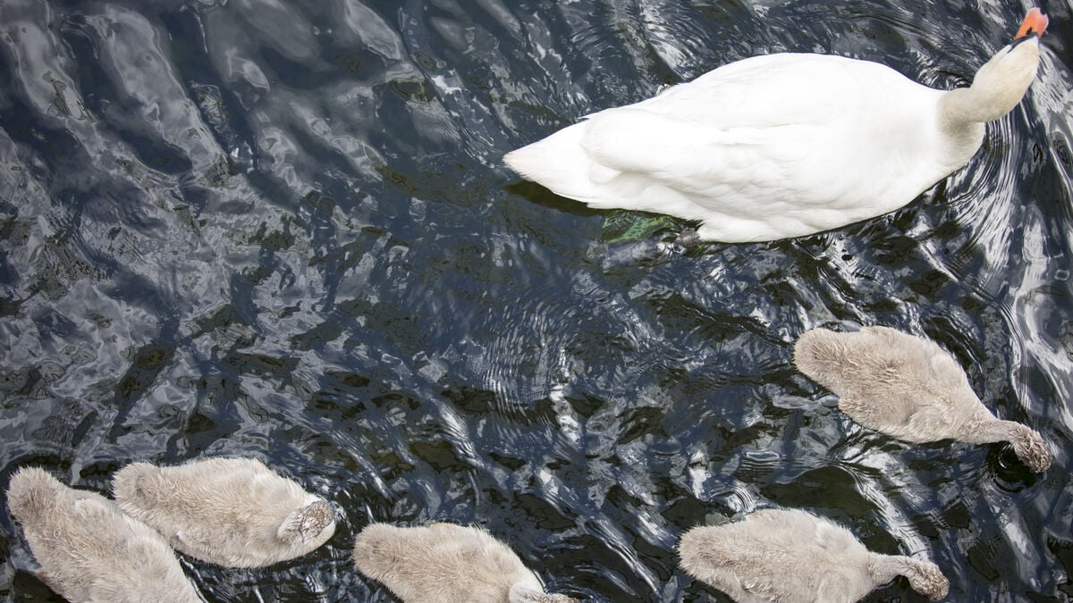 Three swan chicks dead from bird flu on Värmdö