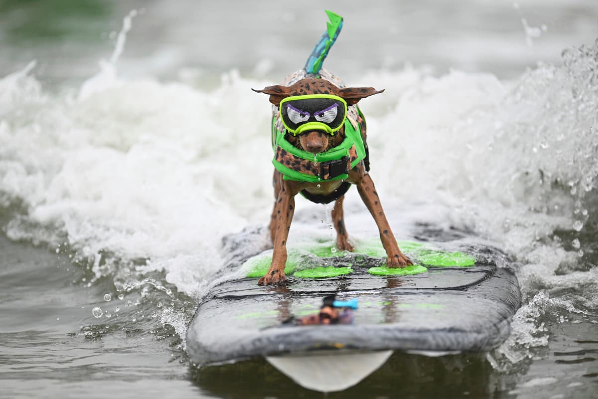 French Bulldog Iza Wins at Dog Surfing World Championship in California