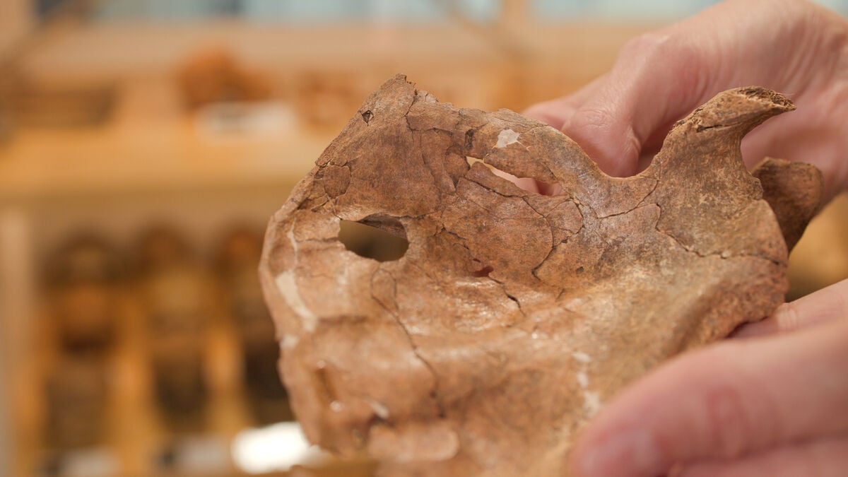 75,000-Year-Old Neanderthal Shoulder Blade Shows Evidence of Fatal Spear Attack