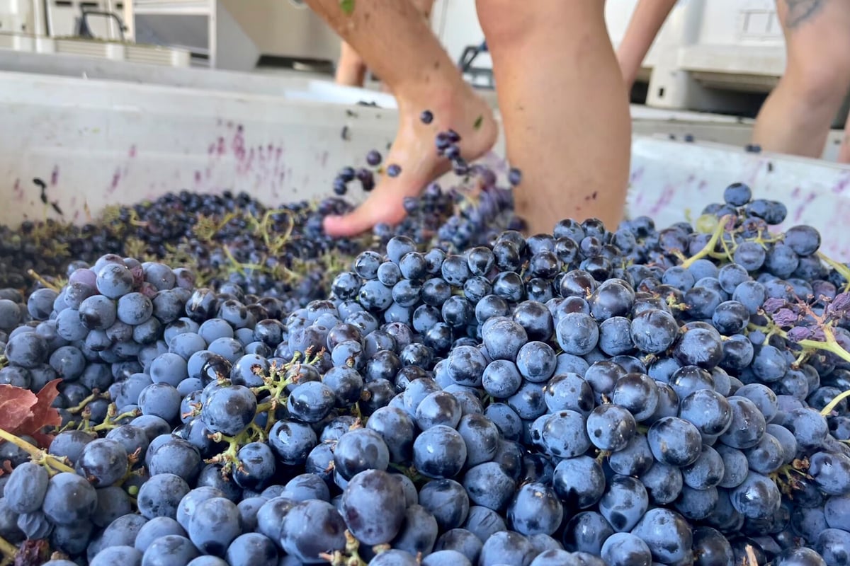 The State is Demanded Millions for Rotten Grapes