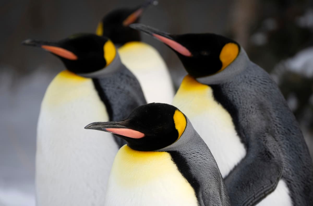 US Imposes Tariffs on Remote Penguin Islands in Australian Territory