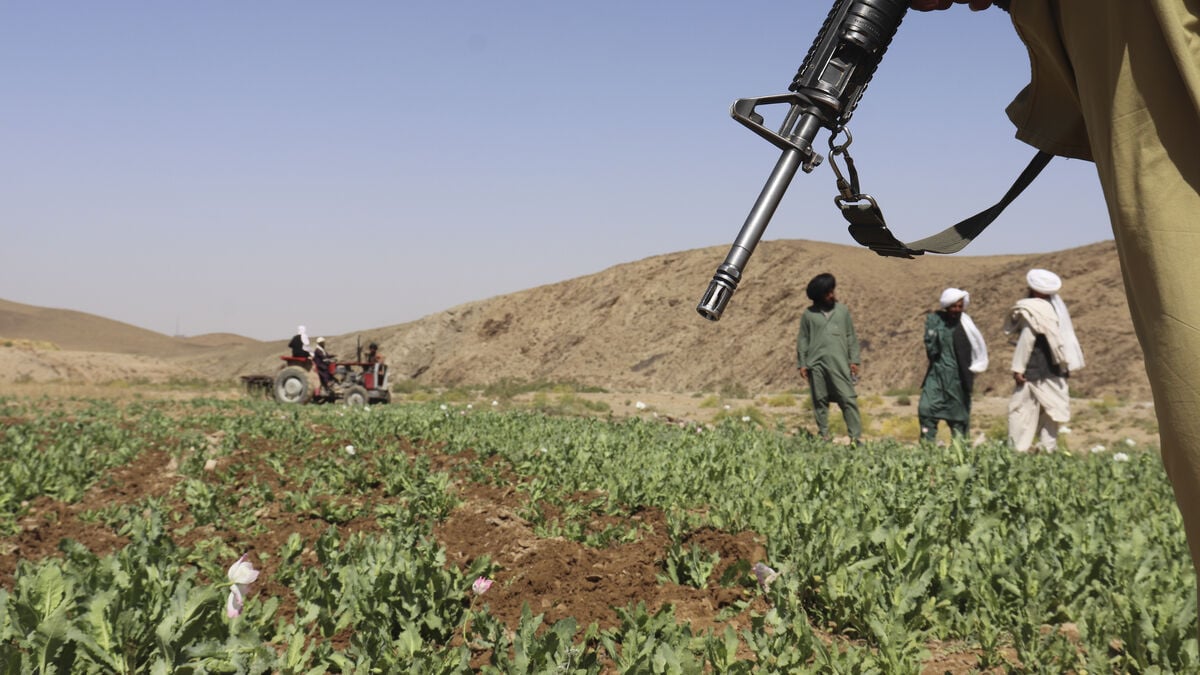 Afghanistan’s Opium Production Rises 400% as Poppy Cultivation Surges, UN Says