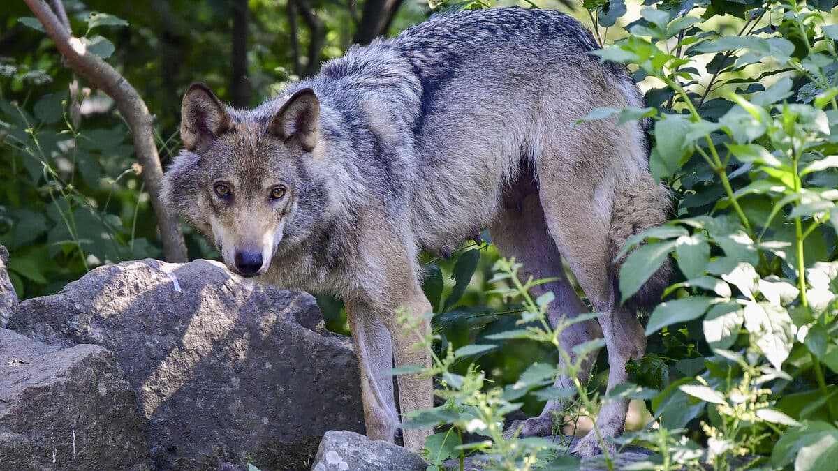 Heifer killed in wolf attack between Vingåker and Kilsmo