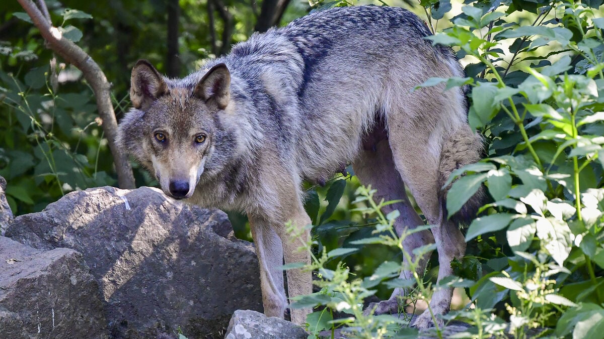 Heifer killed in wolf attack between Vingåker and Kilsmo