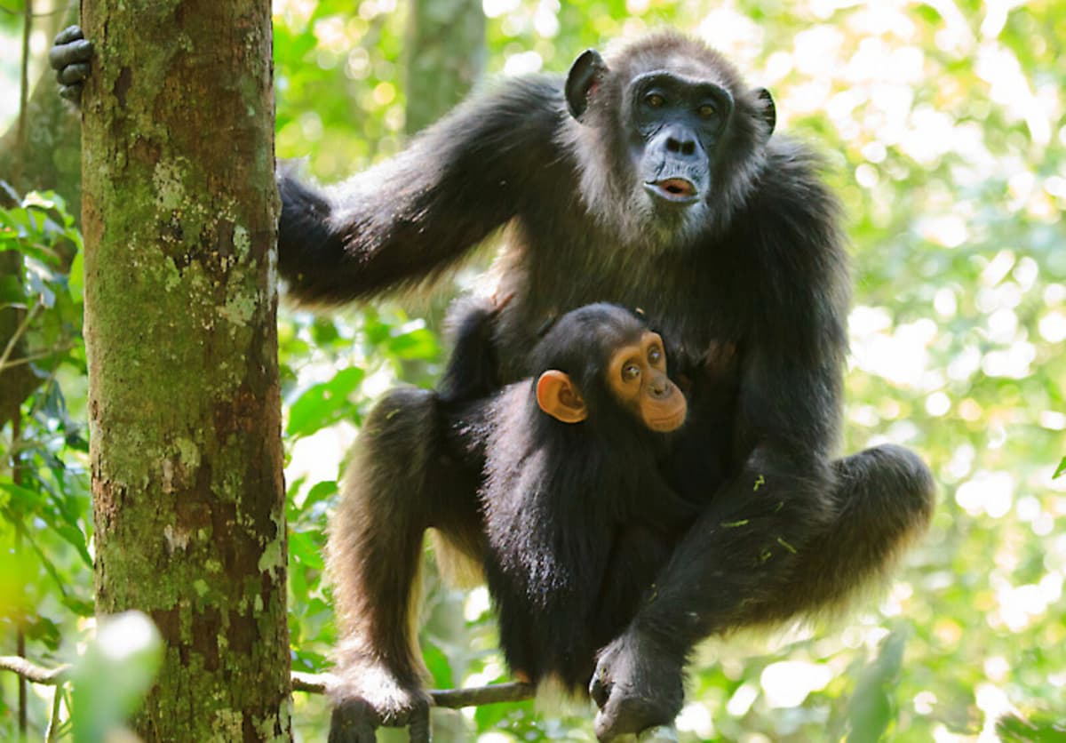 Chimpanzee Infants Learn Communication from Mothers, Not Fathers