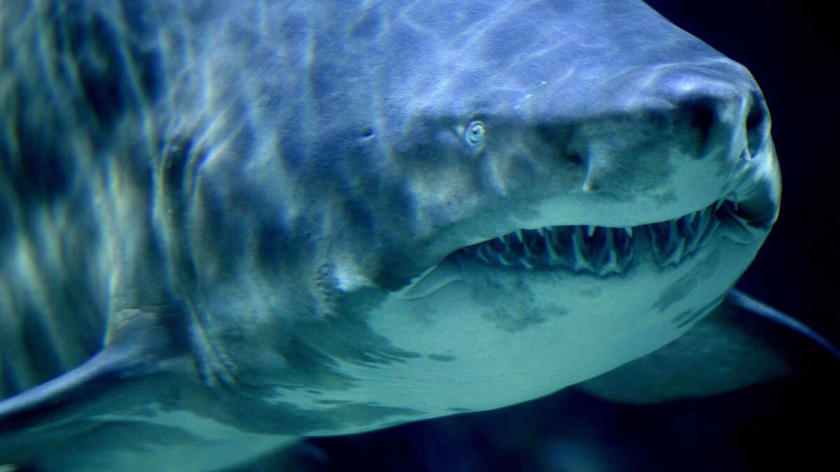 That's when sharks are most active, shark attack risk highest in October