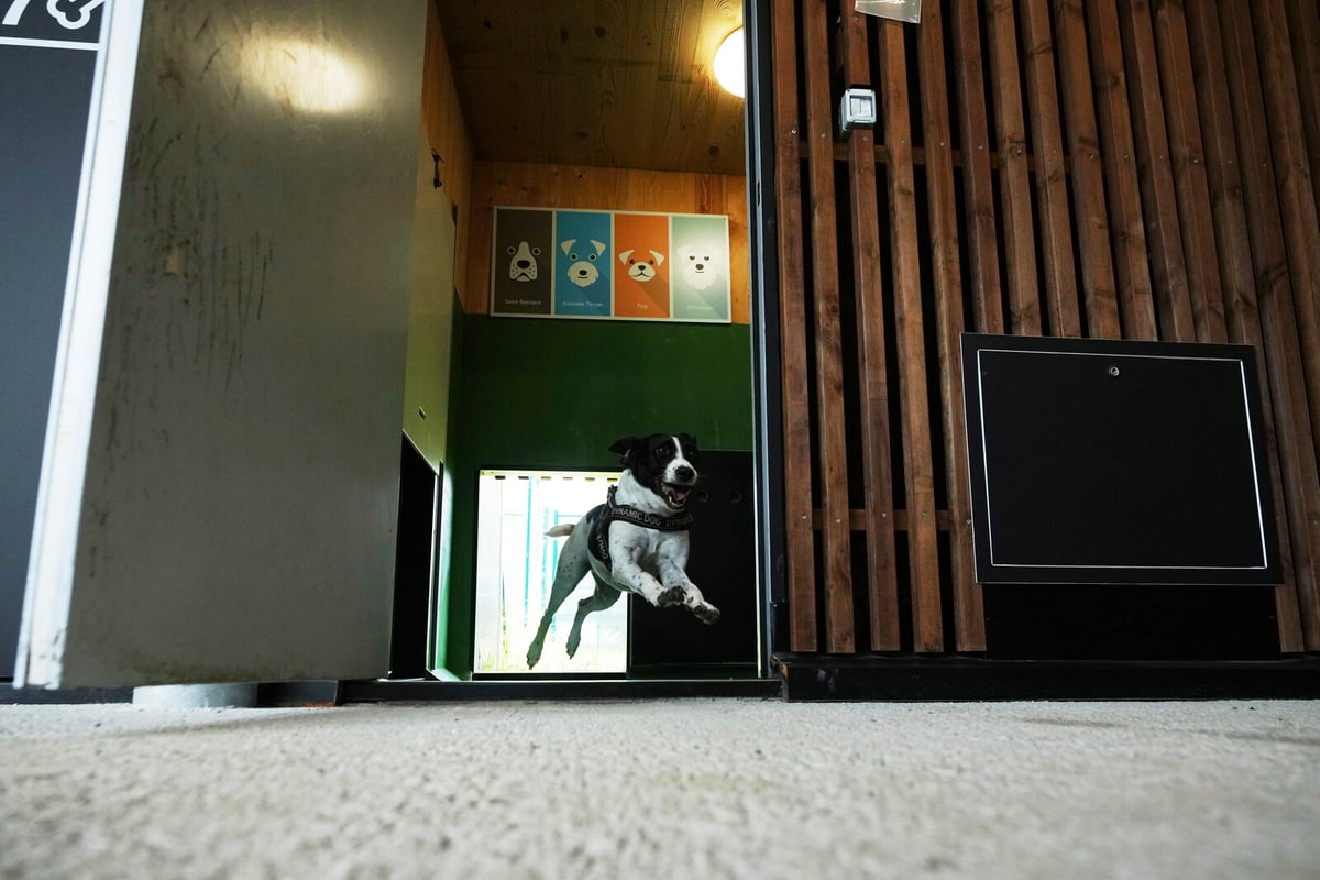 Rome Airport Launches Luxurious Dog Hotel at Fiumicino