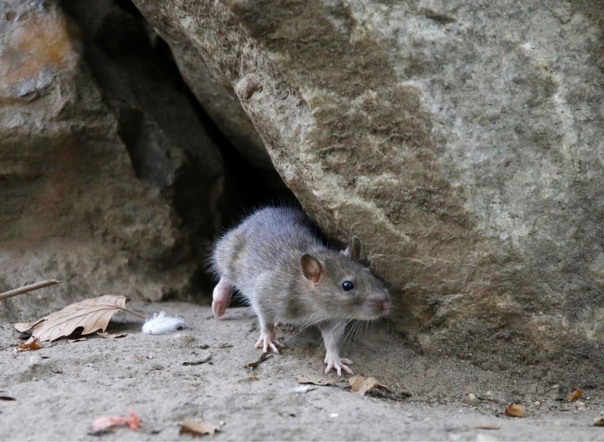 New York Intensifies Efforts to Combat Rat Infestation