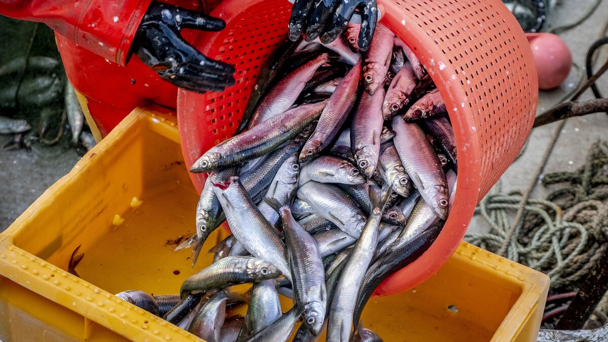 Fishing Quotas Criticized as Baltic Sea Ecosystem Faces Risks