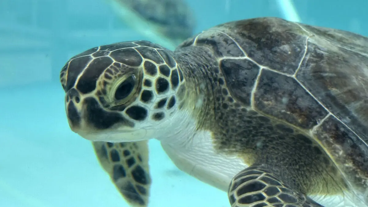 China warns spy turtles and fish are stealing coastal data