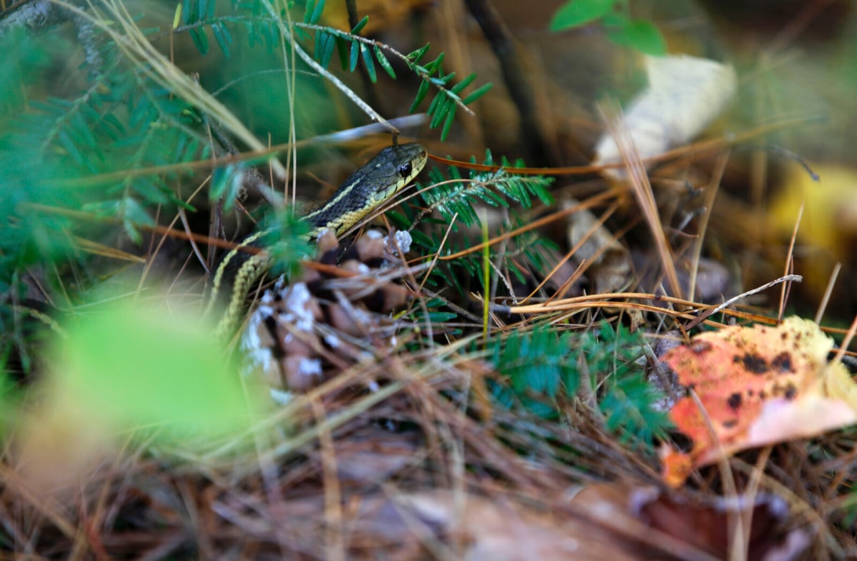 Traveler Caught with Live Snakes in Luggage at Mumbai Airport