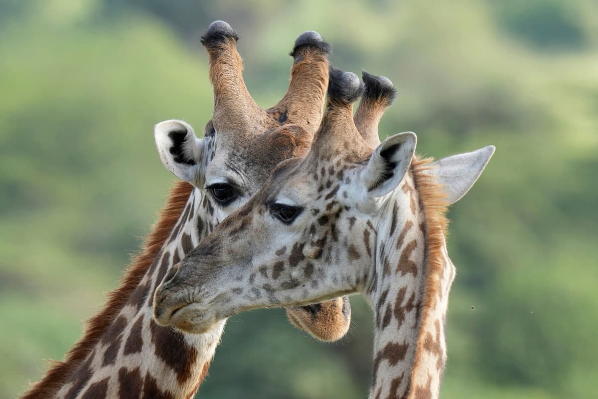 Giraffes Reclassified into Four Distinct Species, New Study Reveals