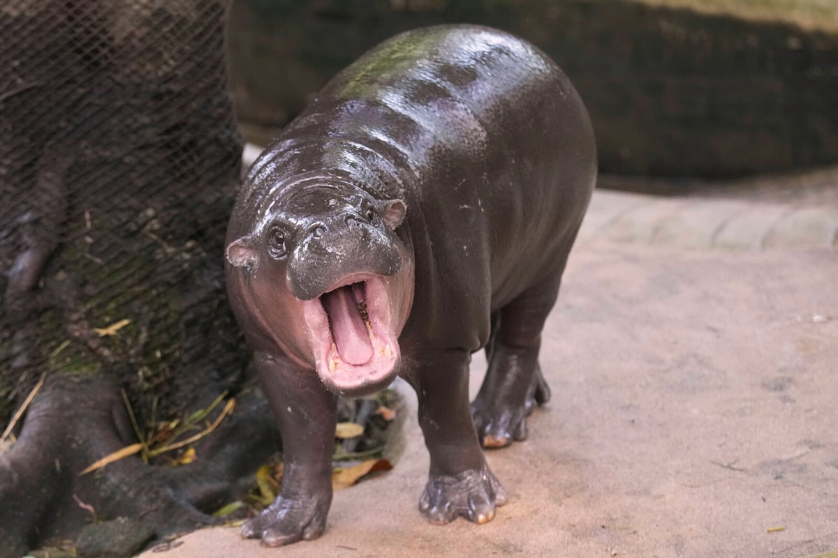 Moo Deng Celebrates First Birthday with Festival at Thai Zoo
