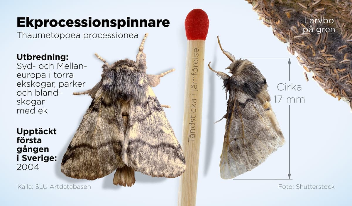 Allergenic Oak Processionary Larva Found at Danish School