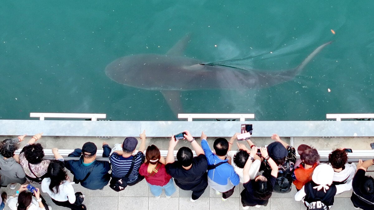 Three-Meter Shark Trapped in South Korean Canal Is Successfully Lured Out to Sea