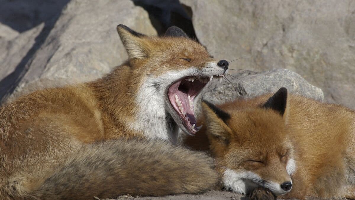 Fox attacks outside Norrköping, cat killed