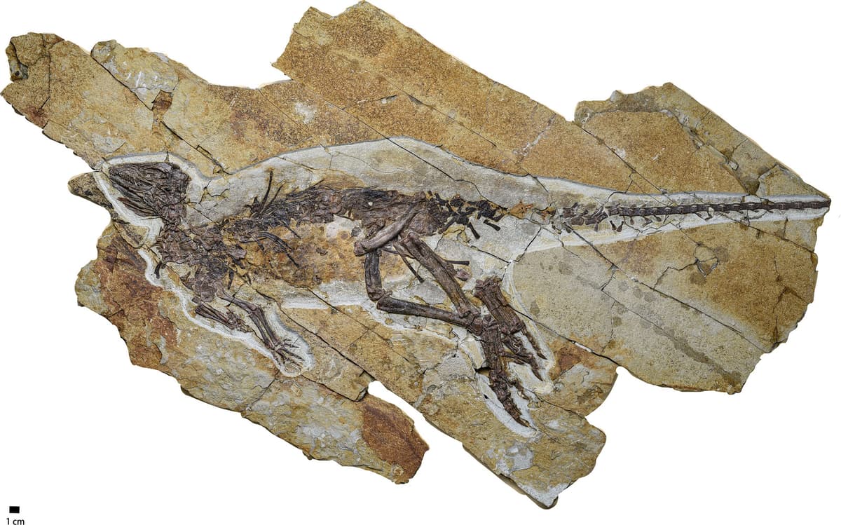 Dinosaurs May Have Sounded Like Birds, New Fossil Suggests