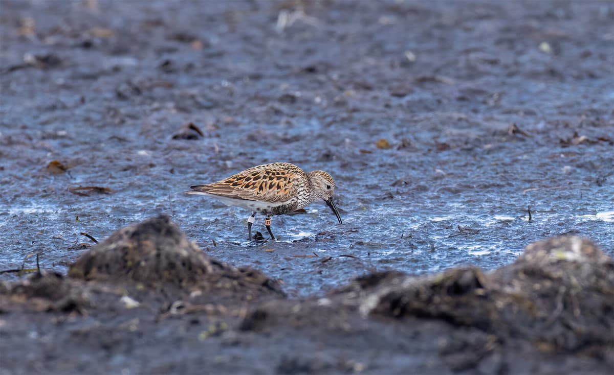 First Southern Dunlin Fenix Returns to Öland After Conservation Efforts