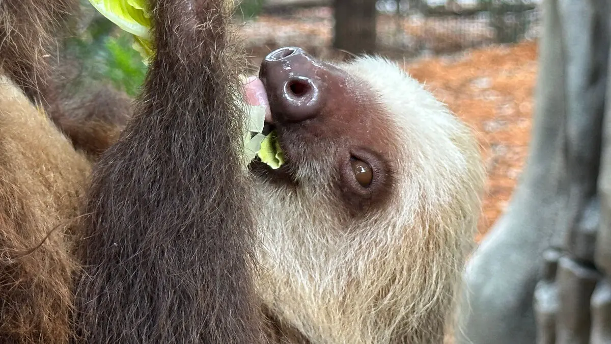 Over 30 neglected sloths dead in Florida destined for new Sloth World exhibit