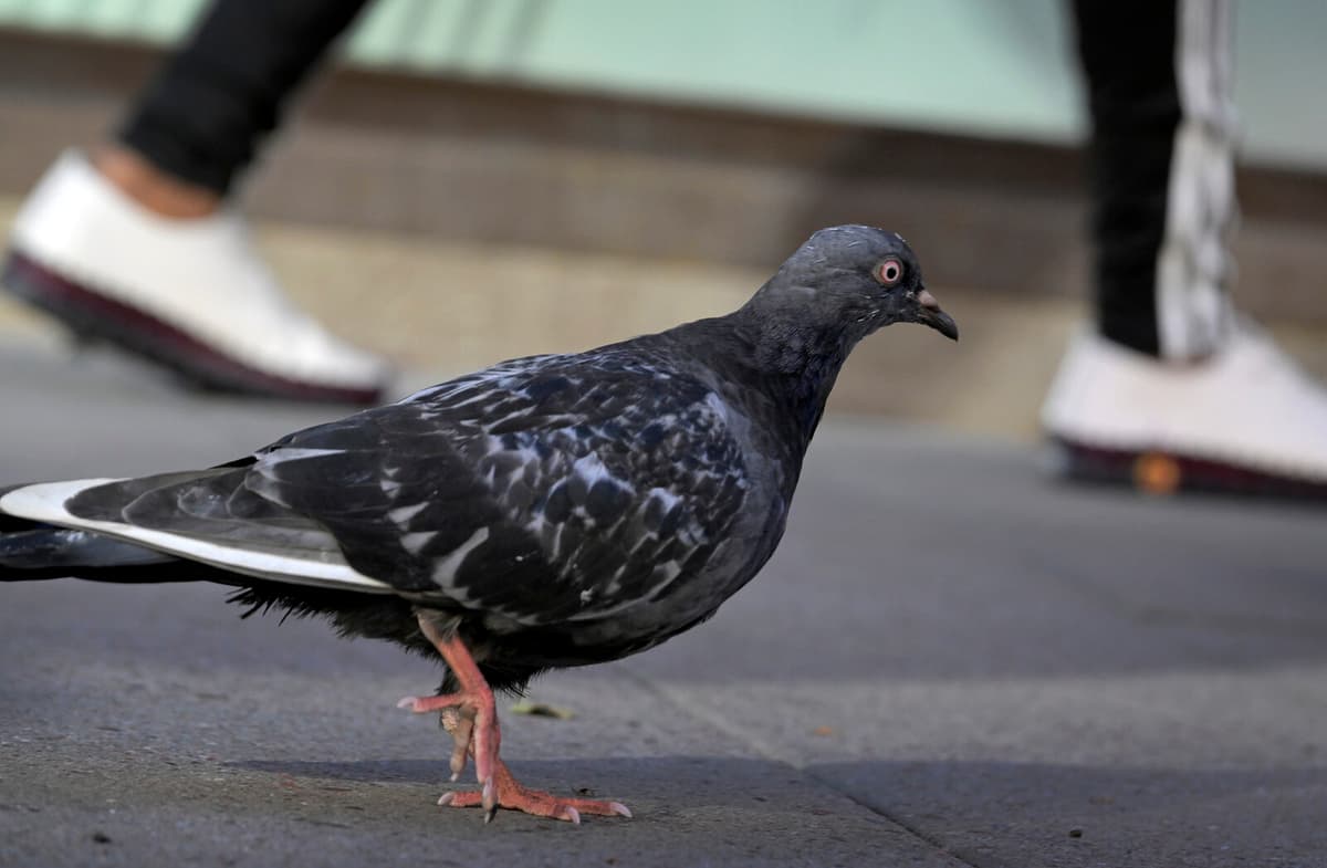 China Restaurant Closes – "Duck" was Pigeon from the Street