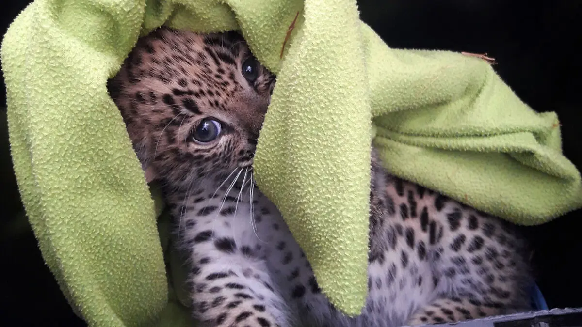 Three Persian leopard cubs born at Nordens Ark in Sweden