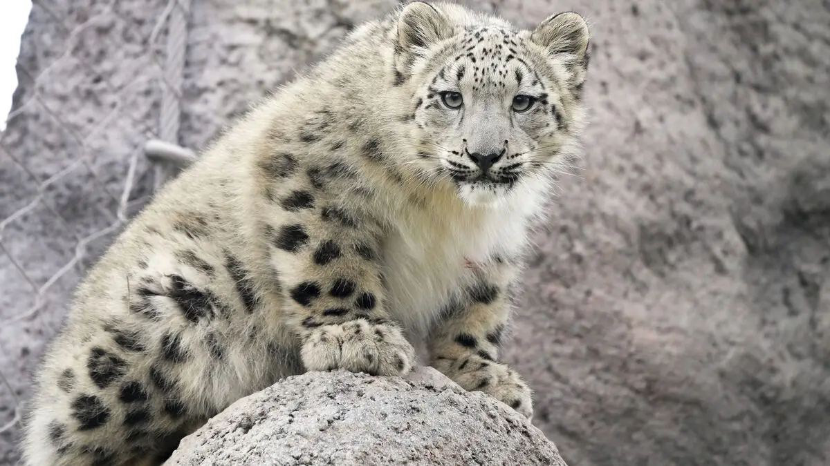 Leopard euthanized after zoo accident