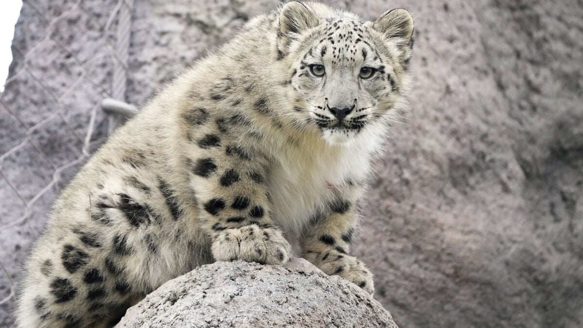 Leopard euthanized after zoo accident at Nordens Ark
