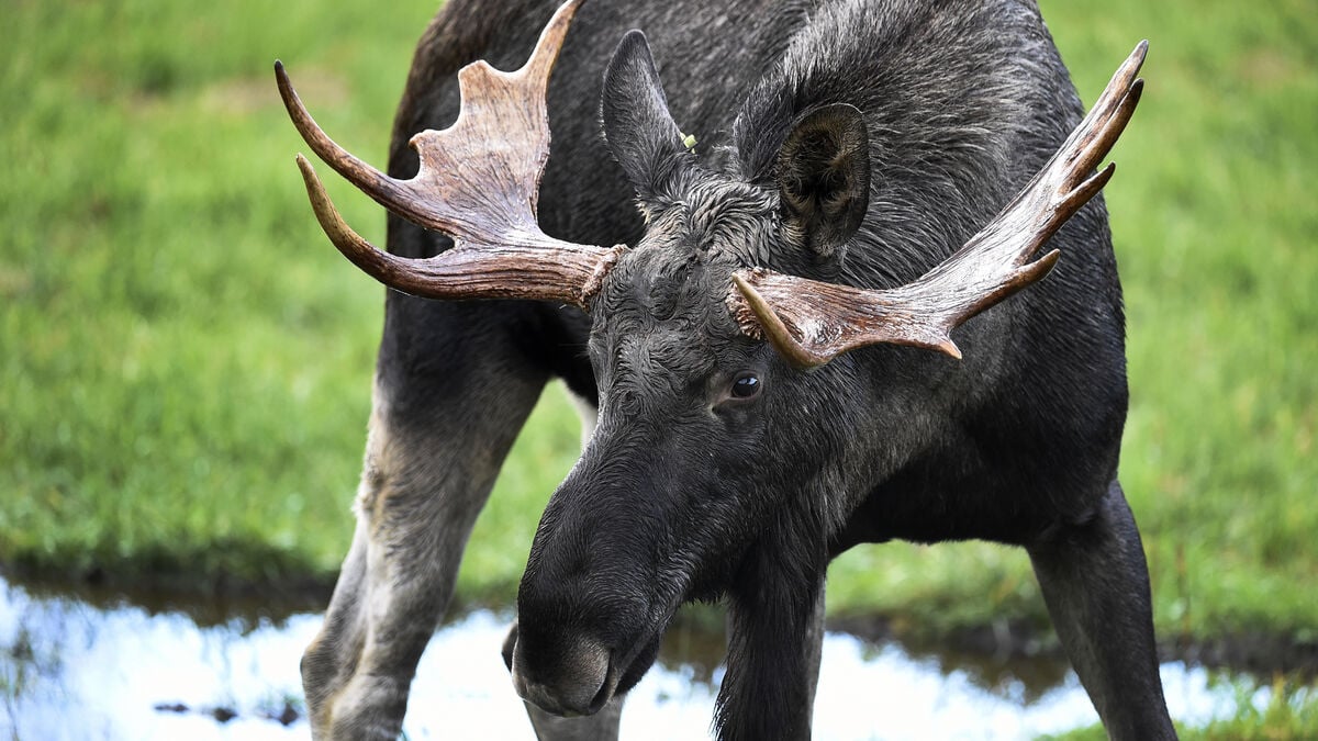 Sabotage at snowmobile trail - moose suspected
