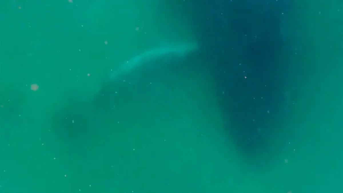 Whale Grief Observation Sheds Light on Humpback Emotional Lives