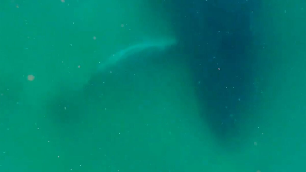 Whale Grief Observation Sheds Light on Humpback Emotional Lives