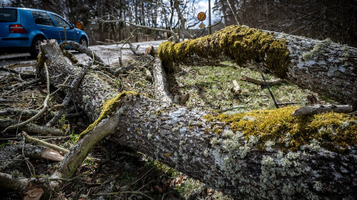 Fallen trees stop road and