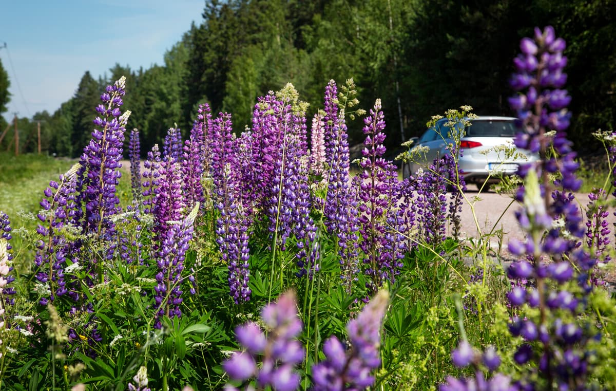 New Law May Increase Spread of Invasive Species Warns WWF