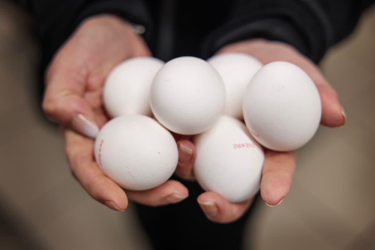 Axfood, Ica, and Lidl Recall Eggs Over Salmonella Concerns