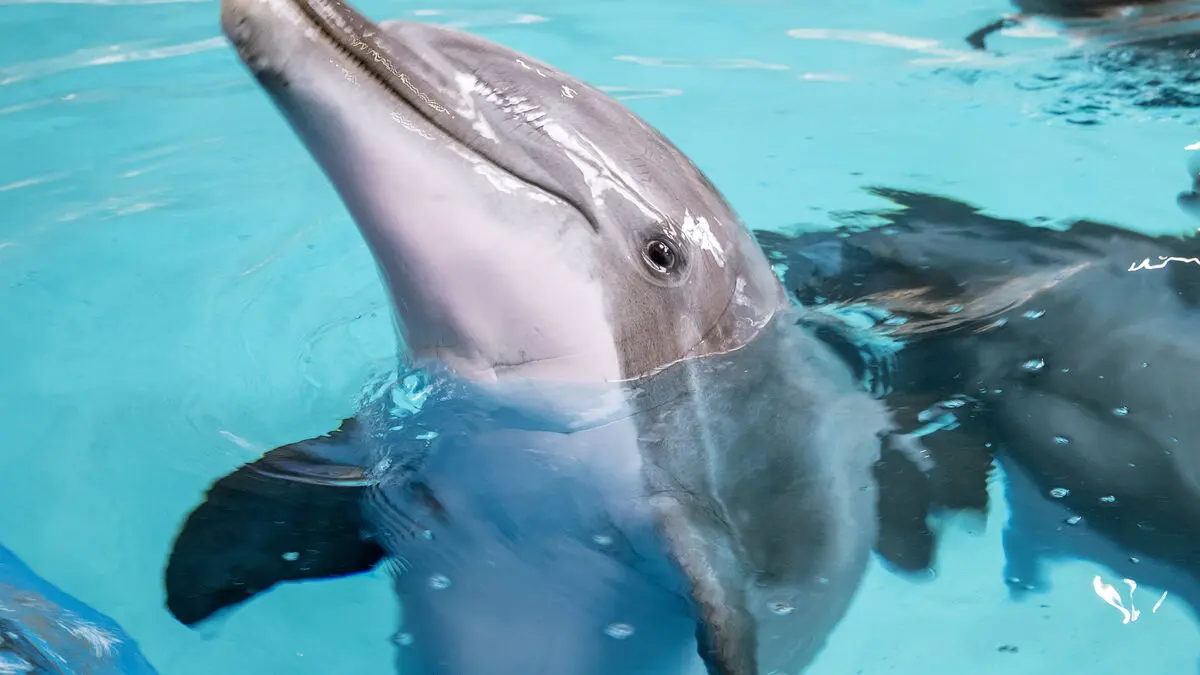 Kolmården dolphinarium criticized over deficiencies in animal husbandry