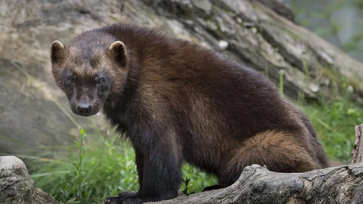 Wolverine population increasing and spreading in Sweden