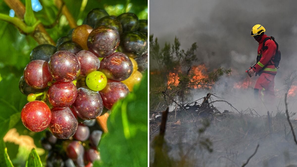 French winegrowers face losses as wildfires threaten vineyards and wine quality
