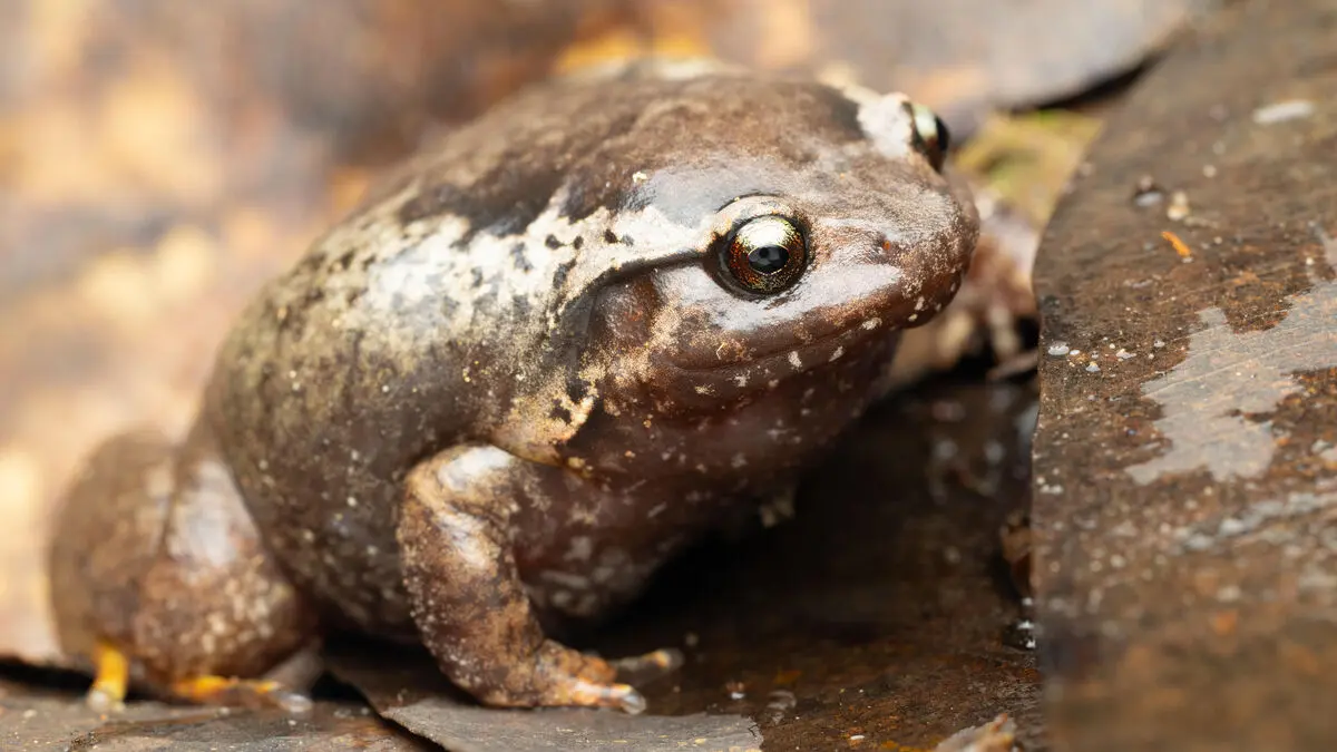 Seven new diamond frogs discovered in Madagascar after 12-year study