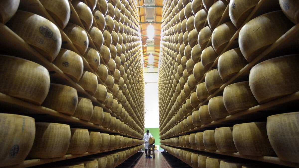 Extreme heat threatens Italy’s Parmesan cheese production