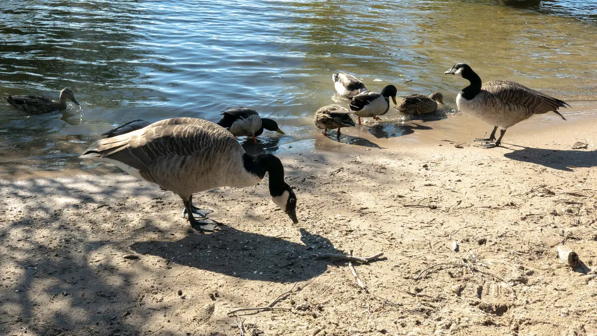 Cardboard foxes against geese were a flop