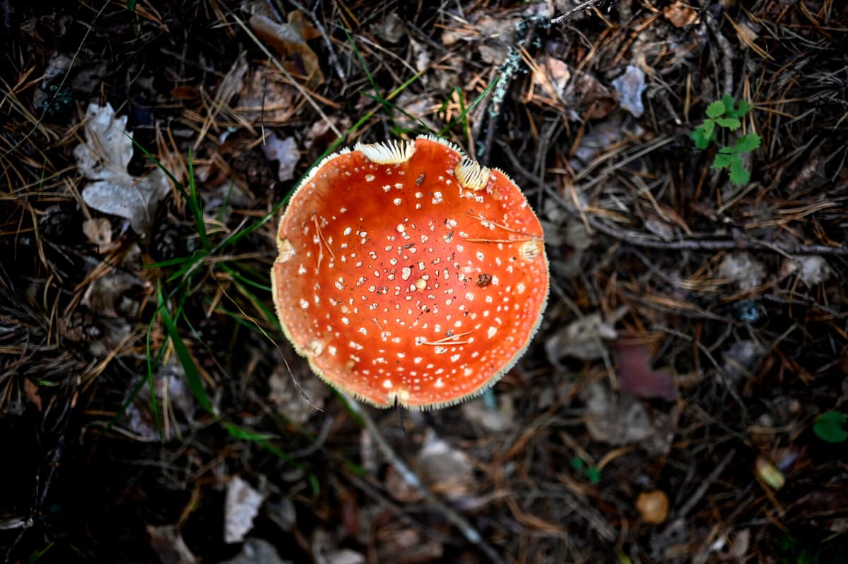 Fungal Threats Mirror Fiction as Climate Change Fuels Spread