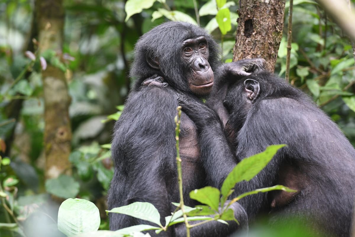 Female Bonobos Use Alliances to Maintain Dominance Over Males