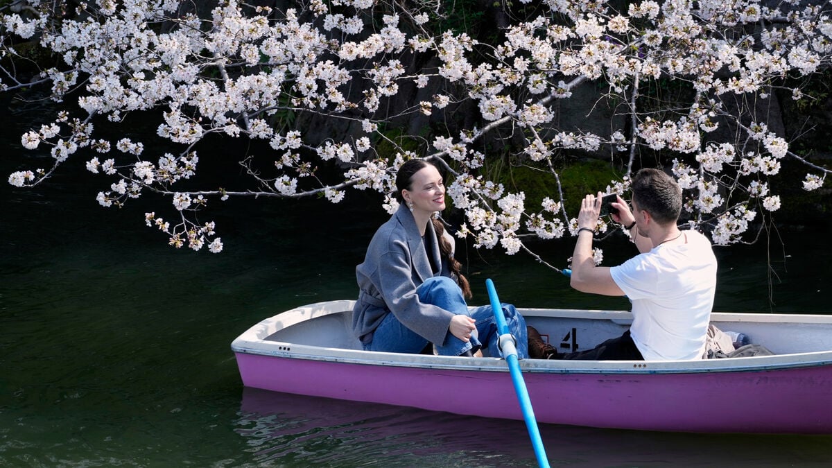 Sign of spring: Japan's cherry blossoms in bloom