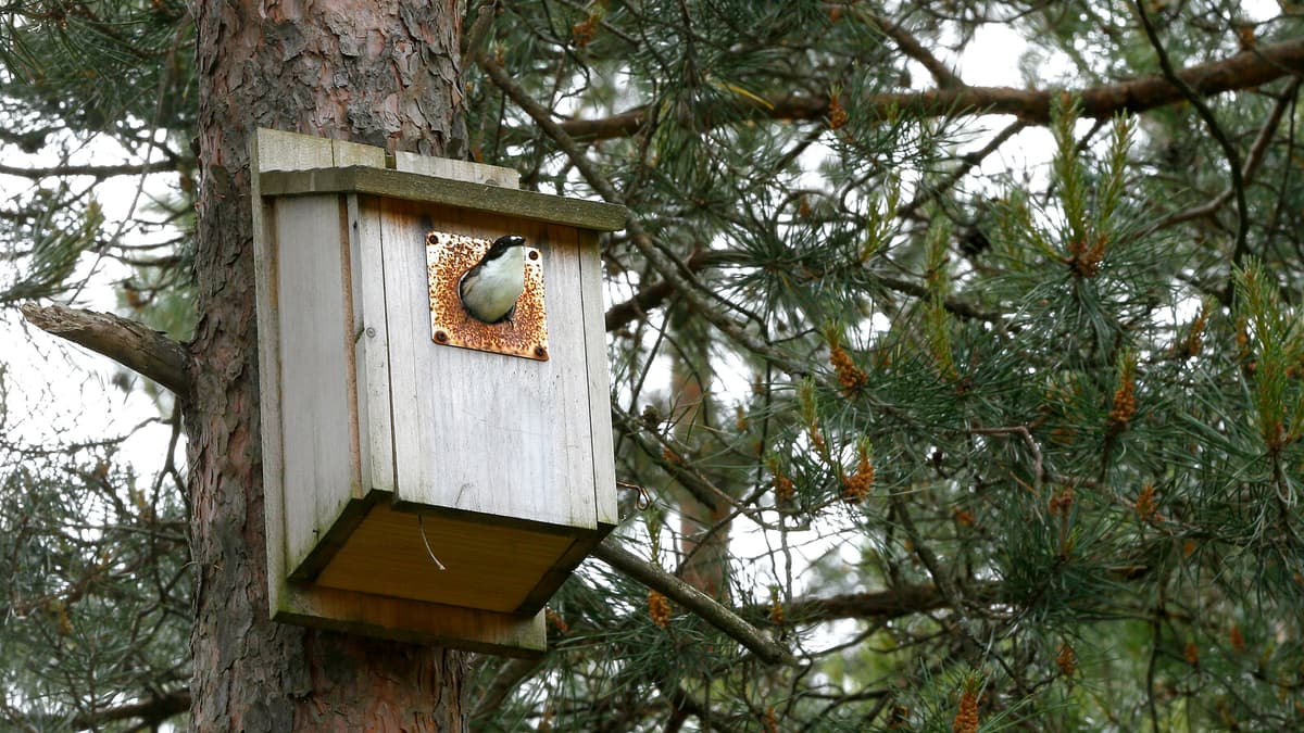 Swedes are asked to spring clean birdhouses