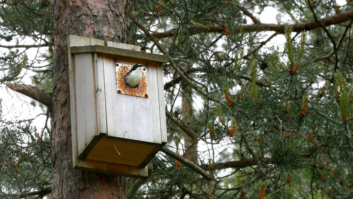 Swedes are asked to spring clean birdhouses