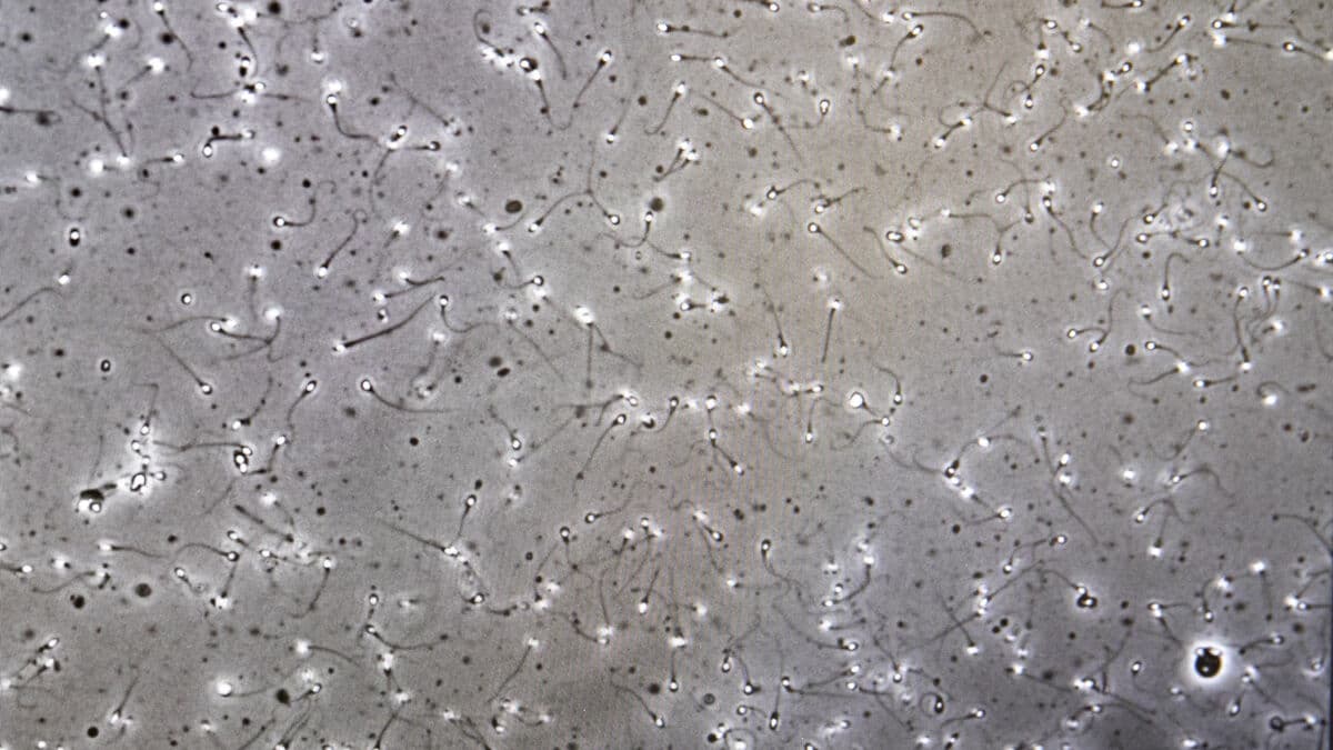 Danish SS soldier became sperm donor in Sweden, fathering at least 15 children