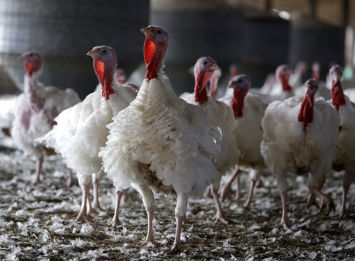 New Bird Flu Outbreak in Denmark Leads to Culling of 10,000 Turkeys