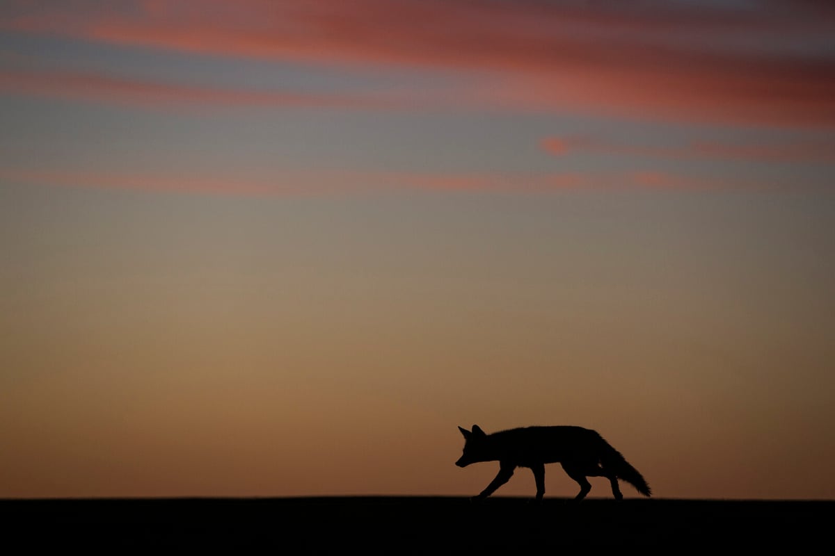 Arizona Resident Dies from Plague in Coconino County