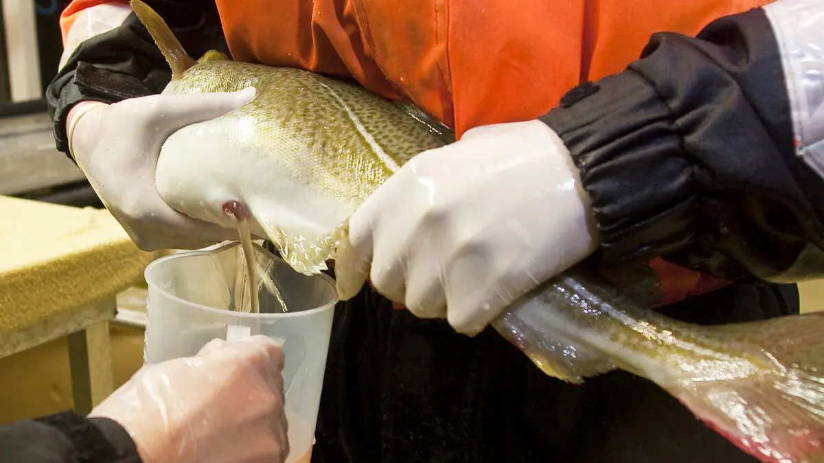 Contagious cod virus spreads, tens of thousands dead